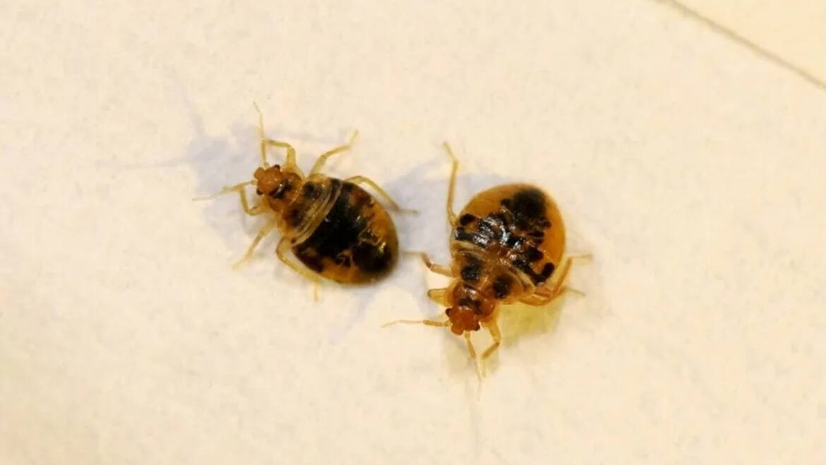 Bed Bugs