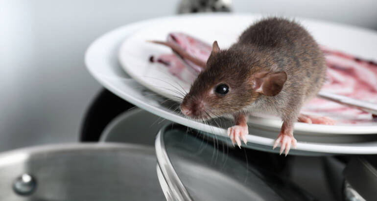 Commercial Pest Control